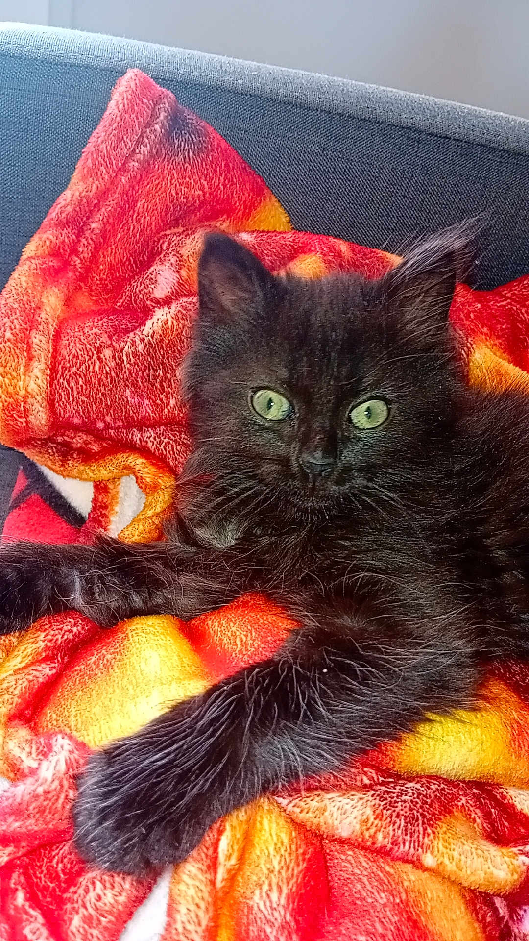 Pearl a rejoint le concours — aidez-le/la à gagner de superbes lots ! cat, kitten, black_cat, green_eyes, pet, animal, furry, cute, blanket, orange, red, soft, cozy, indoor, resting, closeup, portrait, fur, whiskers, relaxed