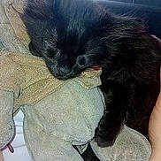 Pearl a rejoint le concours — aidez-le/la à gagner de superbes lots ! black_cat, kitten, sleeping, stuffed_toy, cuddling, human_arm, bracelet, indoor, cozy, pet, furry, close_up, relaxing, comfort, domestic, animal, nap, fur, cute, snuggling