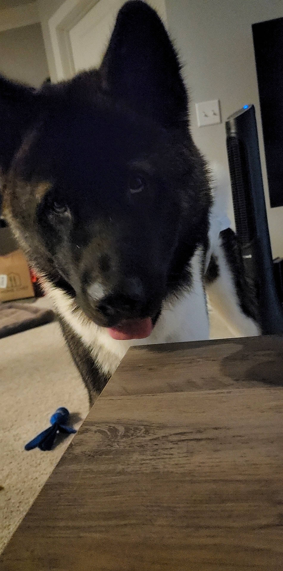 Alaska joined the competition — help win amazing prizes! canidae, carnivore, companion_dog, dog, dog_breed, flooring, foot, fur, hardwood, herding_dog, non_sporting_group, paw, plank, snout, sporting_group, tail, whiskers, wood, working_animal, working_dog