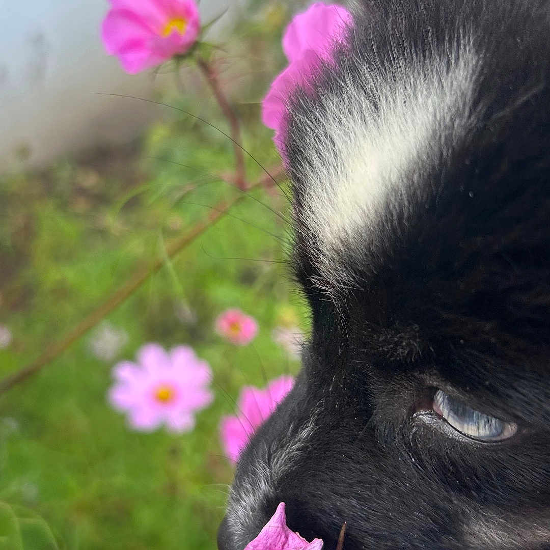 Angie a rejoint le concours — aidez-le/la à gagner de superbes lots ! animal, black_cat, cat, close_up, curious, feline, flora, flower, garden, green_background, nature, outdoor, pet, pink_flower, plant, sniffing, soft_focus, whiskers, white_mark, wildlife