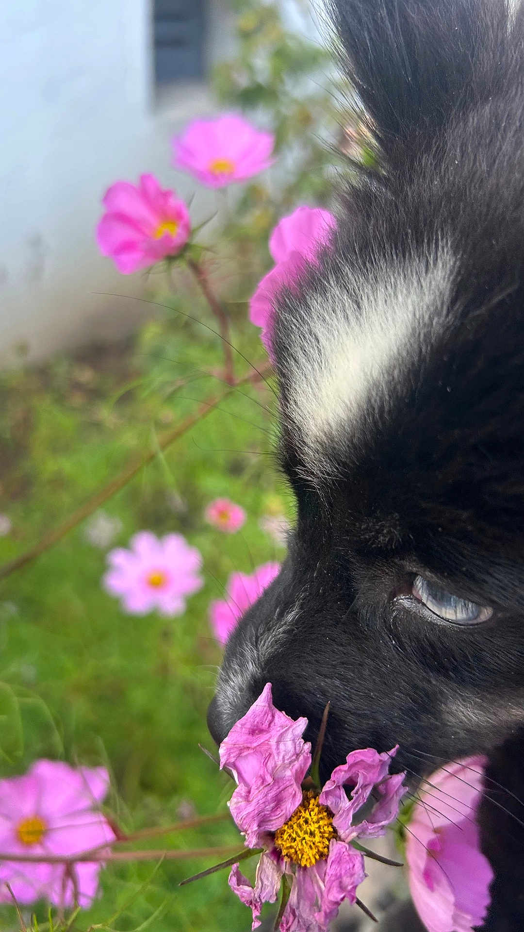 Angie a rejoint le concours — aidez-le/la à gagner de superbes lots ! cat, black_cat, flower, pink_flower, nature, close_up, whiskers, pet, animal, outdoor, garden, plant, flora, sniffing, feline, green_background, soft_focus, white_mark, curious, wildlife