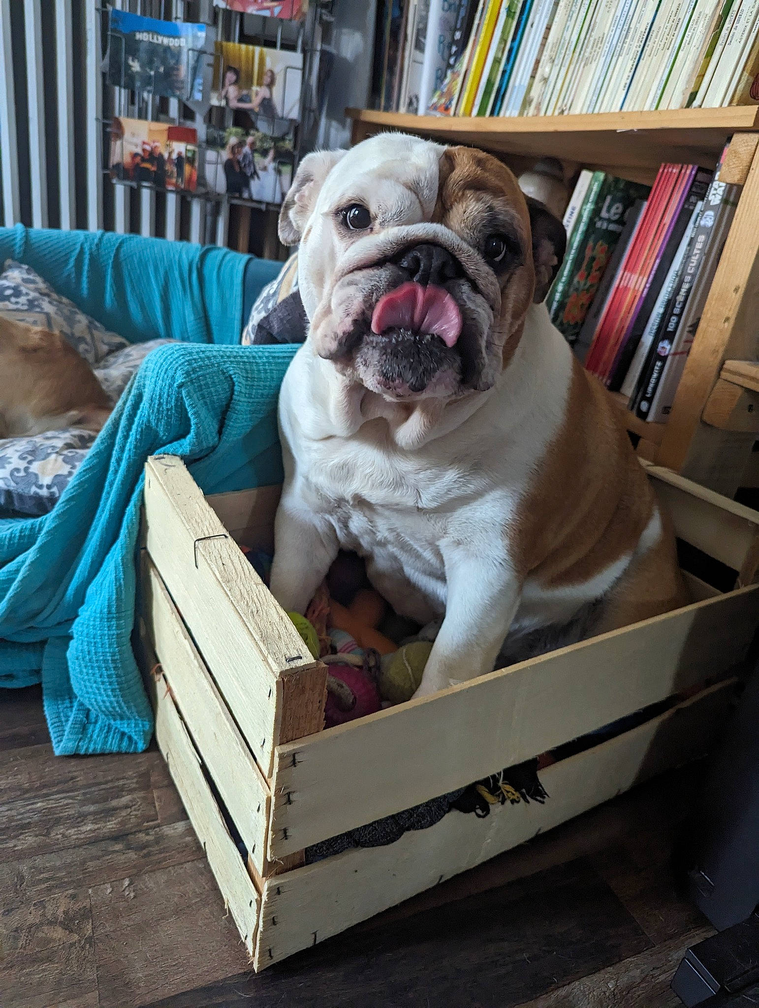 Paulette participe au concours pour gagner de l'argent avec cette photo : bookcase, box, bulldog, carnivore, comfort, companion_dog, dog, dog_breed, fawn, flooring, fur, hardwood, linens, publication, shelf, sporting_group, toy_dog, white_english_bulldog, wood, wrinkle