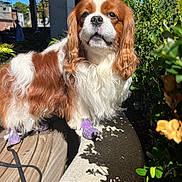 Sky Blu joined the competition — help win amazing prizes! animal, cavalier_king_charles_spaniel, closeup, concrete_ledge, curious, cute, daylight, dog, fur, greenery, leash, nature, outdoor, pet, portrait, purple_booties, shadow, sunlight, urban, wooden_deck