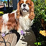 animal, cavalier_king_charles_spaniel, closeup, concrete_ledge, curious, cute, daylight, dog, fur, greenery, leash, nature, outdoor, pet, portrait, purple_booties, shadow, sunlight, urban, wooden_deck