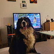 Pogba a rejoint le concours — aidez-le/la à gagner de superbes lots ! dog, bernese_mountain_dog, living_room, television, furniture, painting, picture_frame, wooden_cabinet, table, floor, indoor, pet, smiling, fur, tongue_out, happy, home_decor, wall, cushion, cozy