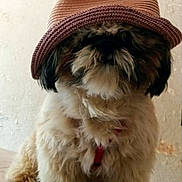 Sherlock participe au concours pour gagner de l'argent avec cette photo : dog, fluffy, hat, brown_hat, pet, cute, animal, furry, indoor, sitting, fur, mammal, adorable, companion, portrait, closeup, domestic_animal, canine, face_hidden, cute_pet