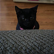 Tara joined the competition — help win amazing prizes! abyssinian, animal, blackcat, canine, cat, computer, couch, dog, electronics, furniture, hardwood, kitten, laptop, manx, pc, pet, plywood, wood