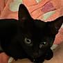 Tara is registered to the contest to win money with this photo: abyssinian, animal, blackcat, canine, cat, dog, kitten, pet, siamese