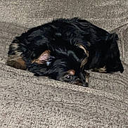 Bonnie is registered to the contest to win money with this photo: animal, black, blanket, brown, comfort, cozy, cute, dog, fur, home, indoor, lying_down, mammal, pet, puppy, relaxed, resting, sleepy, small_dog, soft