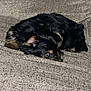 animal, black, blanket, brown, comfort, cozy, cute, dog, fur, home, indoor, lying_down, mammal, pet, puppy, relaxed, resting, sleepy, small_dog, soft