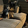 Bonnie joined the competition — help win amazing prizes! animal, beige, carpet, cat, companion, couch, cozy, curious, cute, dog, domestic, furniture, furry, home, indoor, pet, quiet, relaxing, shadow, small_dog