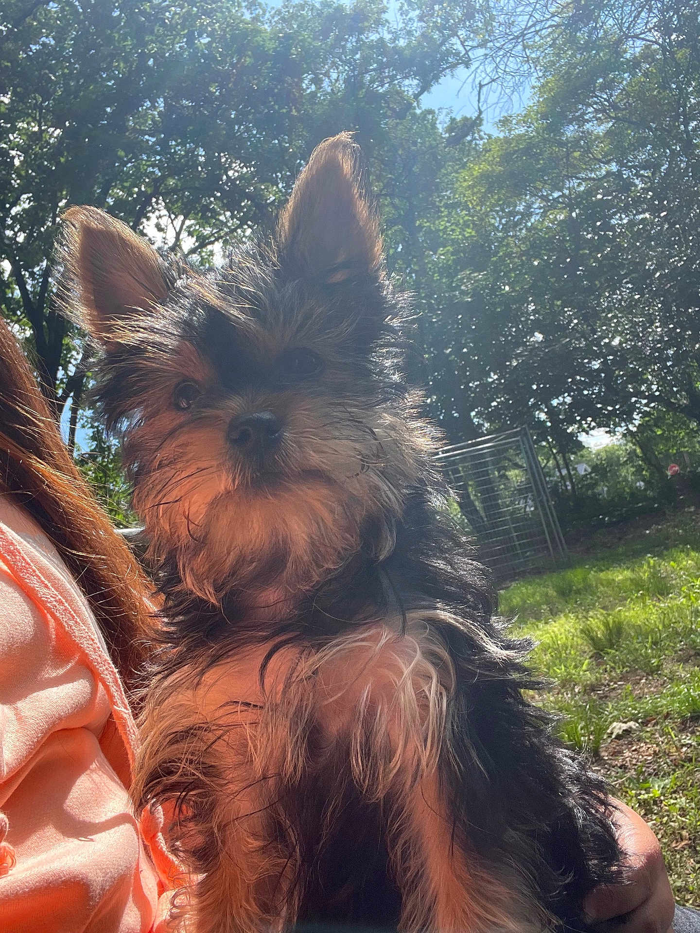 Bonnie