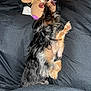 animal, bed, black_fur, button_eyes, cozy, cute, dog, fabric, indoor, lying_down, pet, relaxed, resting, sleeping, small_dog, soft, stuffed_toy, tan_fur, toy, yarn_hair