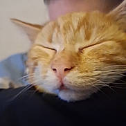 Sunny participe au concours pour gagner de l'argent avec cette photo : cat, orange_tabby, animal, pet, close_up, sleeping, face, whiskers, ears, feline, person, hug, comfort, indoor, cute, snuggle, fur, head, nose, relaxed
