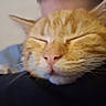 cat, orange_tabby, animal, pet, close_up, sleeping, face, whiskers, ears, feline, person, hug, comfort, indoor, cute, snuggle, fur, head, nose, relaxed