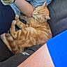 cat, orange_tabby, sleeping, couch, plush_turtle, person, arm, blue_shirt, black_pants, relaxation, indoor, pet, feline, fur, resting, comfort, domestic, casual_clothing, animal, cozy