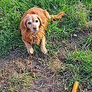 Gribouille a rejoint le concours — aidez-le/la à gagner de superbes lots ! dog, golden_brown, grass, dirt, outdoor, pet, animal, canine, fur, collar, leisure, garden_tool, shoe, nature, sunlight, waiting, friendly, companion, ground, relaxed