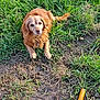 dog, golden_brown, grass, dirt, outdoor, pet, animal, canine, fur, collar, leisure, garden_tool, shoe, nature, sunlight, waiting, friendly, companion, ground, relaxed