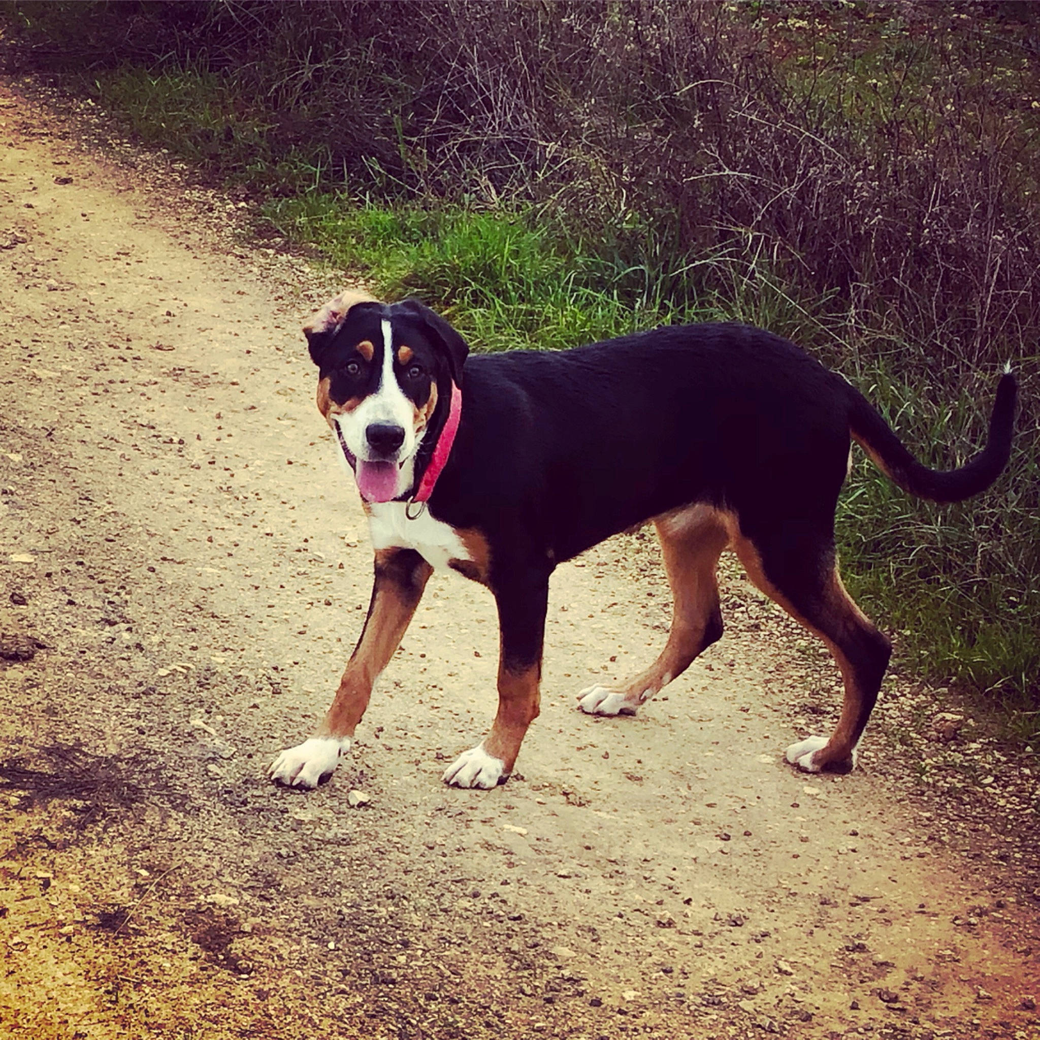 Romy a rejoint le concours — aidez-le/la à gagner de superbes lots ! adventure, appenzeller_sennenhund, canidae, carnivore, companion_dog, dog, dog_breed, entlebucher_mountain_dog, finnish_hound, greater_swiss_mountain_dog, hunting_dog, mammal, sporting_group, tail, vertebrate, walking, working_dog