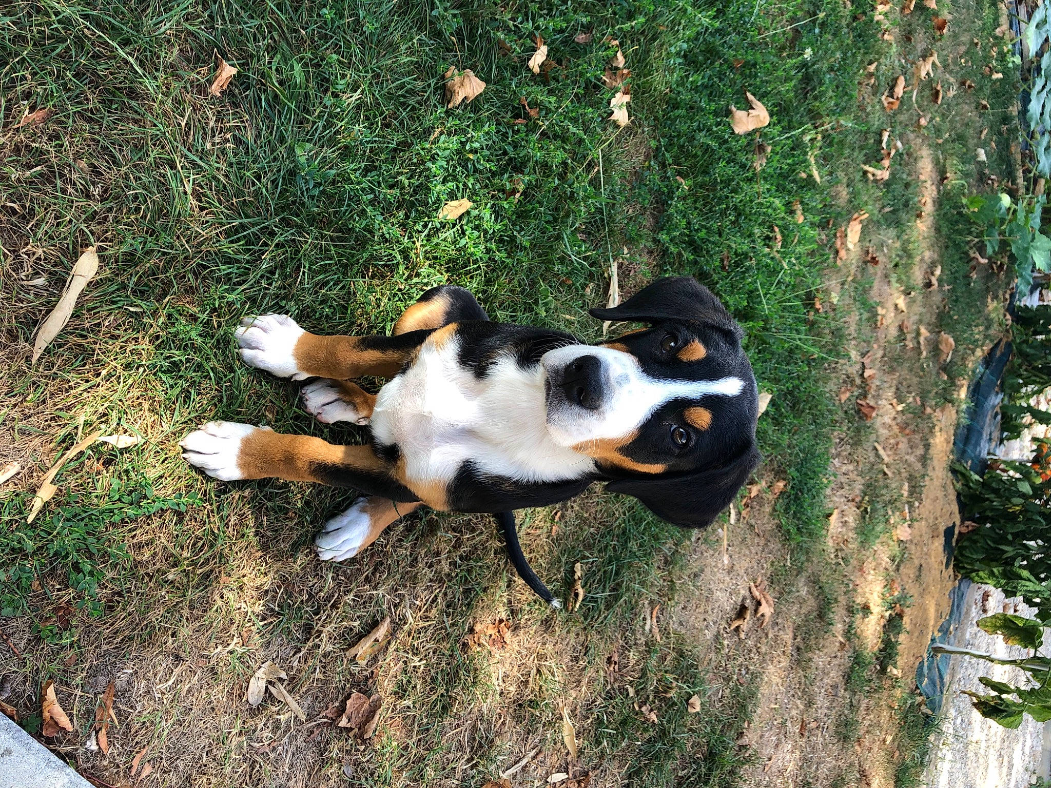 Romy participe au concours pour gagner de l'argent avec cette photo : canidae, carnivore, companion_dog, dog, dog_breed, entlebucher_mountain_dog, mammal, serbian_tricolour_hound, sporting_group, tail, treeing_walker_coonhound