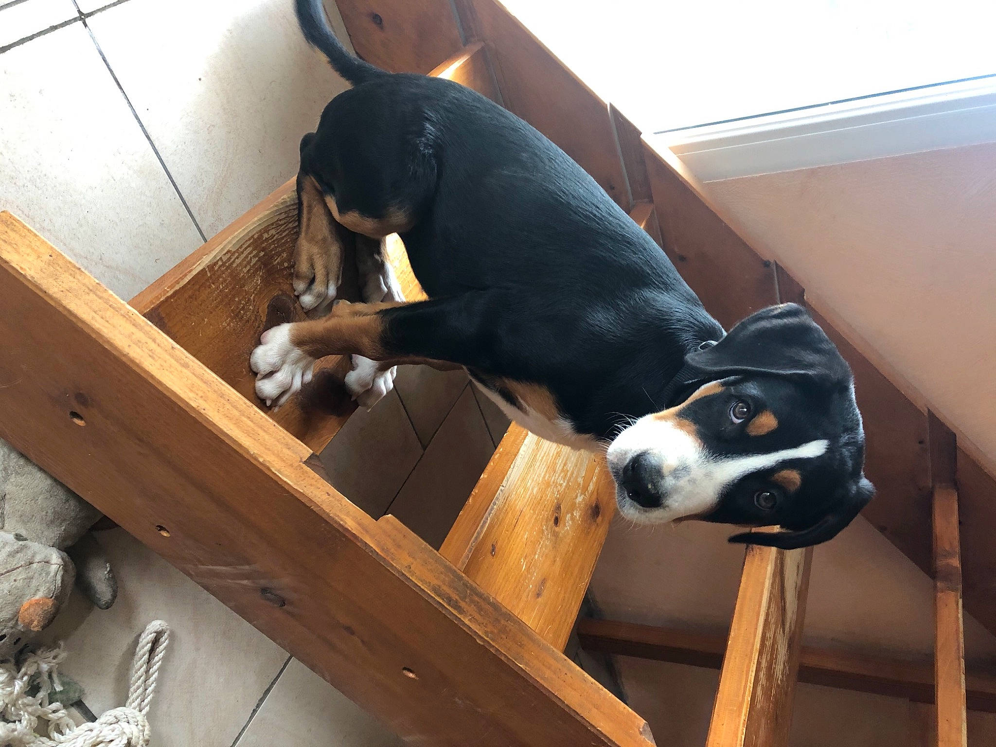 Romy a rejoint le concours — aidez-le/la à gagner de superbes lots ! canidae, carnivore, dog, dog_breed, entlebucher_mountain_dog, greater_swiss_mountain_dog, guard_dog