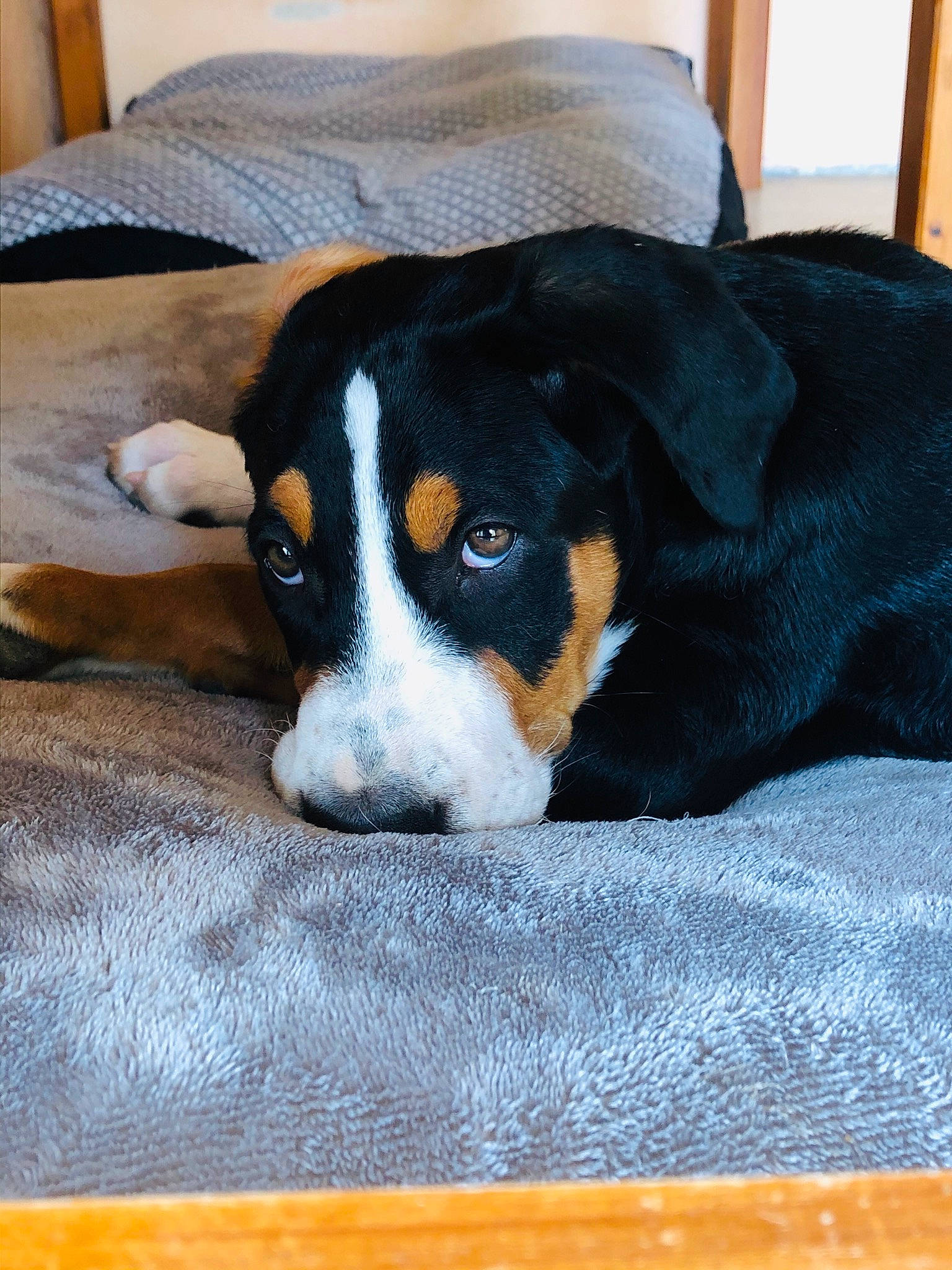 Romy participe au concours pour gagner de l'argent avec cette photo : appenzeller_sennenhund, bernese_mountain_dog, canidae, carnivore, dog, dog_breed, english_shepherd, entlebucher_mountain_dog, finnish_hound, greater_swiss_mountain_dog, huntaway, livestock_guardian_dog, mammal, puppy, vertebrate, working_dog