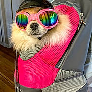 Jewels Made joined the competition — help win amazing prizes! dog, helmet, goggles, pink, mesh, carrier, rainbow, fur, pet, indoor, closeup, accessory, cute, animal, snout, small_dog, reflection, colorful, portrait, wearing
