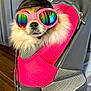 dog, helmet, goggles, pink, mesh, carrier, rainbow, fur, pet, indoor, closeup, accessory, cute, animal, snout, small_dog, reflection, colorful, portrait, wearing