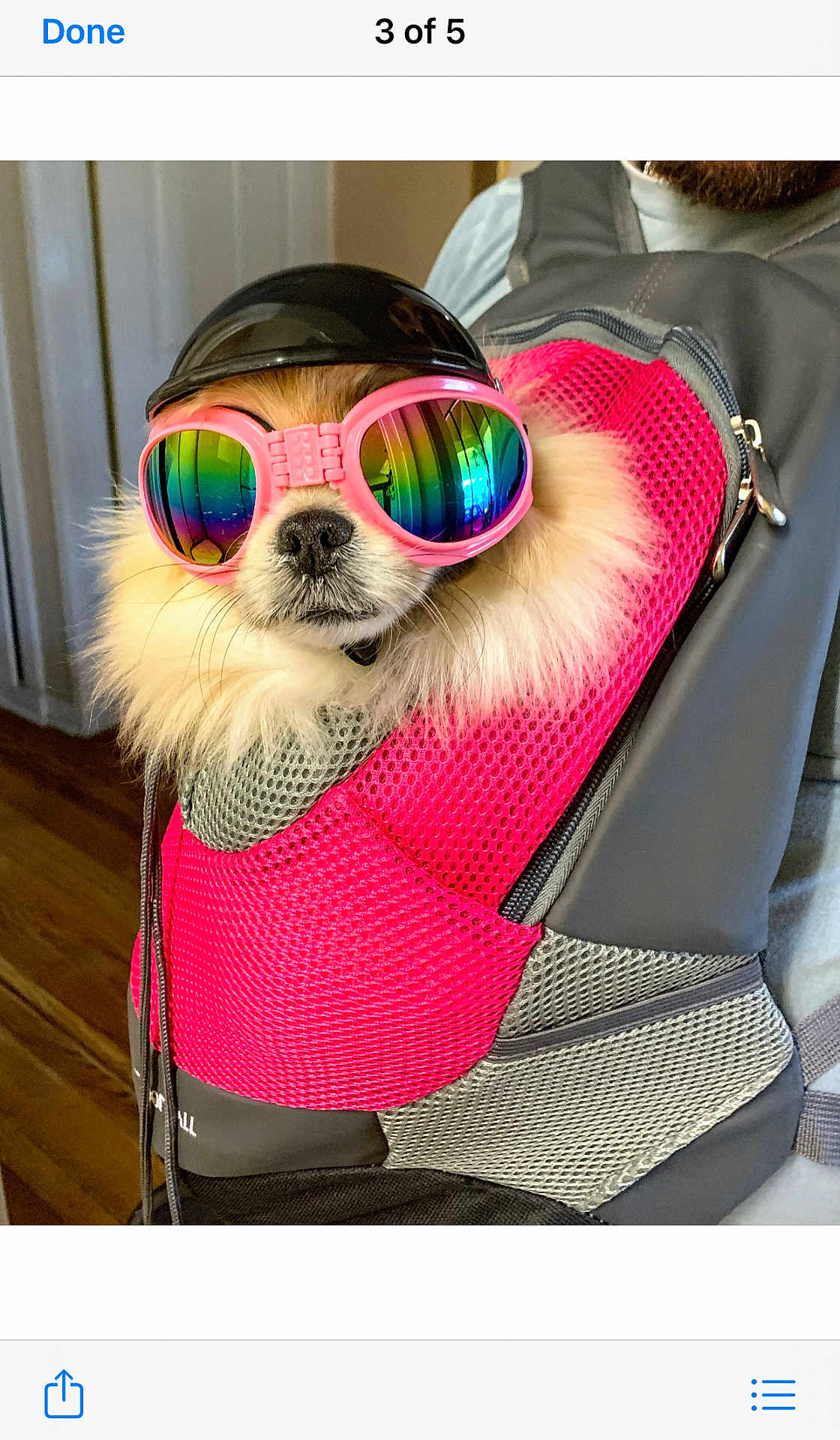 Jewels Made joined the competition — help win amazing prizes! dog, helmet, goggles, pink, mesh, carrier, rainbow, fur, pet, indoor, closeup, accessory, cute, animal, snout, small_dog, reflection, colorful, portrait, wearing