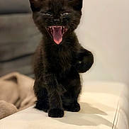Nala participe au concours pour gagner de l'argent avec cette photo : kitten, black_cat, pet, animal, mouth_open, sitting, cute, indoor, feline, young_animal, whiskers, fur, paw, ears, closeup, domestic_cat, home, sofa, playful, adorable