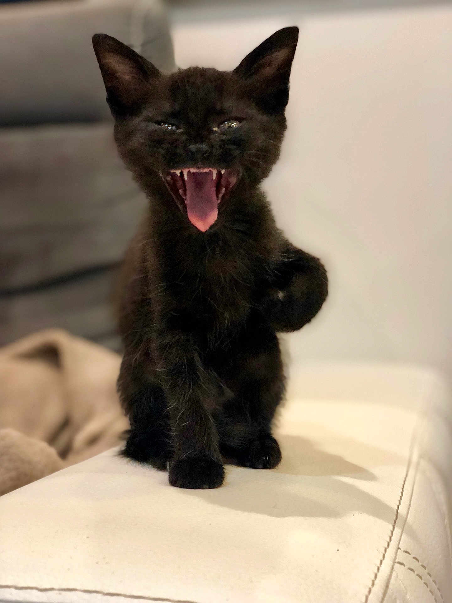 Nala participe au concours pour gagner de l'argent avec cette photo : kitten, black_cat, pet, animal, mouth_open, sitting, cute, indoor, feline, young_animal, whiskers, fur, paw, ears, closeup, domestic_cat, home, sofa, playful, adorable
