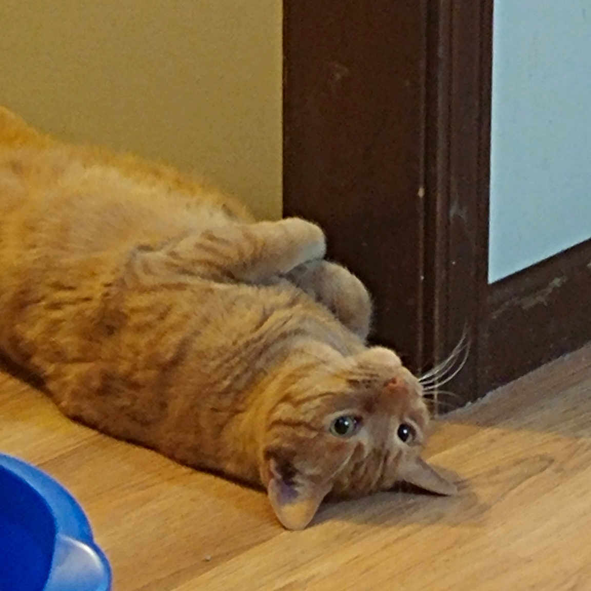 Copper joined the competition — help win amazing prizes! carnivore, cat, european_shorthair, fawn, felidae, floor, flooring, fur, hardwood, laminate_flooring, small_to_medium_sized_cats, whiskers, wood, wood_flooring