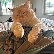 Cocaine joined the competition — help win amazing prizes! cat, orange_cat, fluffy, long_hair, feline, pet, animal, bed, bedroom, blanket, bedding, camouflage, indoors, window, sunlight, lounging, front_paws, whiskers, close_up, portrait