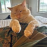 cat, orange_cat, fluffy, long_hair, feline, pet, animal, bed, bedroom, blanket, bedding, camouflage, indoors, window, sunlight, lounging, front_paws, whiskers, close_up, portrait