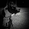 Zeus is registered to the contest to win money with this photo: animal, black_and_white, canine, collar, dark, dog, fur, grass, monochrome, muscular, muzzle, nature, outdoor, pet, portrait, quiet, serious, side_view, standing, vignette