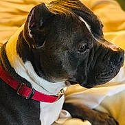 Zeus is registered to the contest to win money with this photo: animal, bed, black, blanket, brown, canine, closeup, collar, dog, domestic, fur, indoor, mammal, pet, portrait, red_collar, relaxed, resting, side_view, white