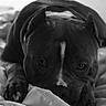 Zeus joined the competition — help win amazing prizes! animal, black_and_white, blanket, calm, close_up, cozy, cute, dog, ears, expression, face, fur, indoor, lying_down, nostrils, paw, pet, portrait, resting, sleepy