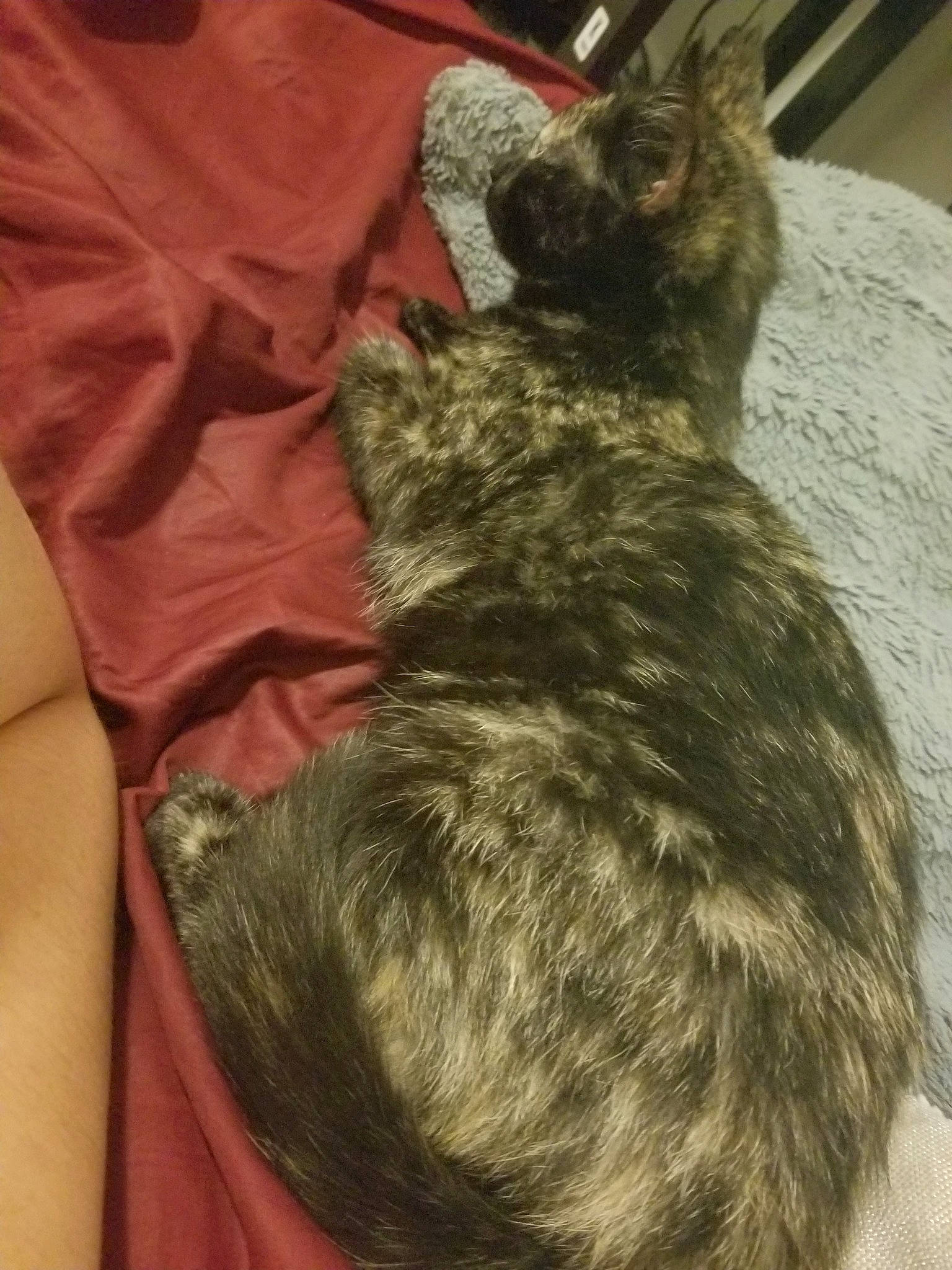 Natasha joined the competition — help win amazing prizes! carnivore, cat, ear, european_shorthair, felidae, fur, neck, tail, whiskers