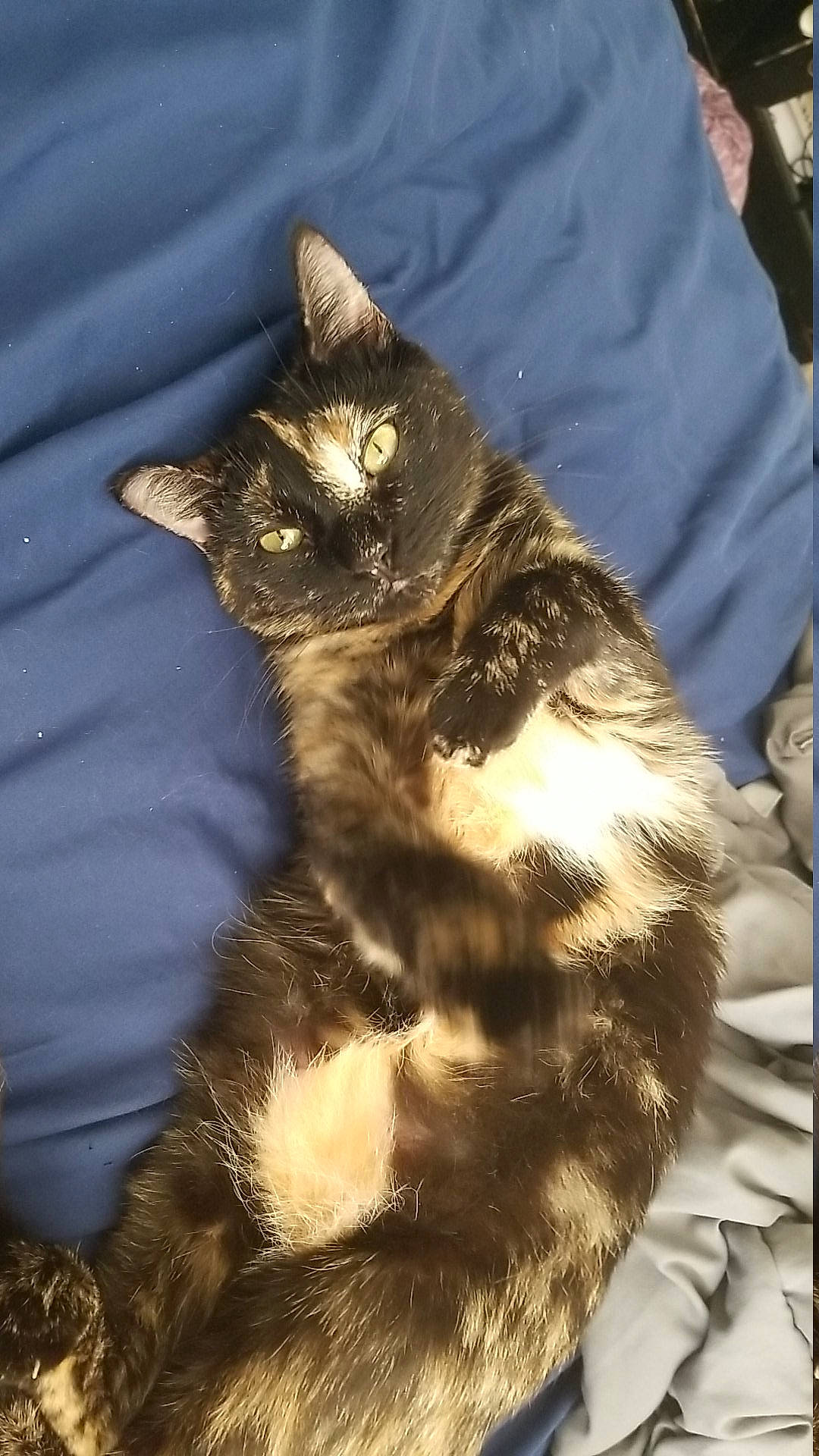 Natasha joined the competition — help win amazing prizes! asian, carnivore, cat, domestic_long_haired_cat, domestic_short_haired_cat, dragon_li, european_shorthair, felidae, fur, german_rex, small_to_medium_sized_cats, snout, tabby_cat, whiskers, wild_cat