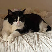Millie is registered to the contest to win money with this photo: cat, black_and_white, tuxedo_cat, pet, animal, feline, bed, bedroom, blanket, bedding, indoor, lounging, lying_down, resting, whiskers, ears, paws, tail, portrait, cozy