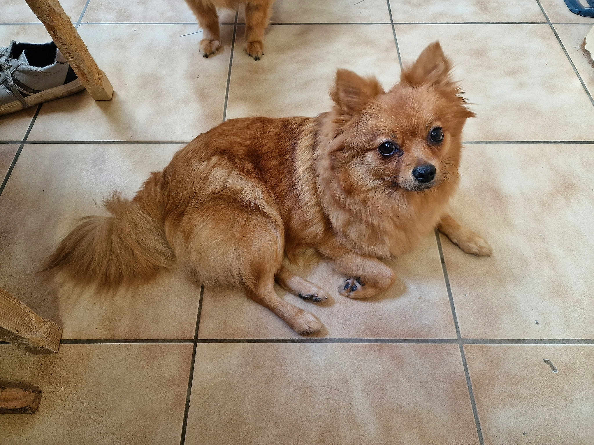 Canelle