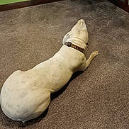 Pebbles is registered to the contest to win money with this photo: dog, white_dog, pet, animal, lying_down, sprawled, carpet, indoor, home, floor, collar, brown_collar, white_fur, sleepy, relaxed, back_view, large_dog, room, green_wall, funny_pose