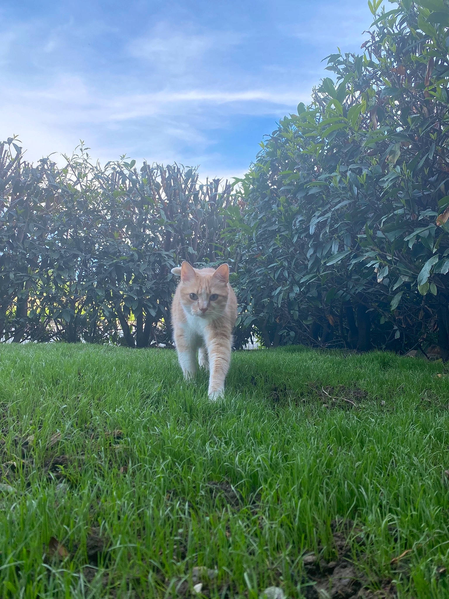 Looping a rejoint le concours — aidez-le/la à gagner de superbes lots ! carnivore, cat, cloud, companion_dog, dog_breed, fawn, felidae, grass, grassland, groundcover, landscape, lawn, natural_landscape, plant, shrub, sky, small_to_medium_sized_cats, sunlight, tail, whiskers