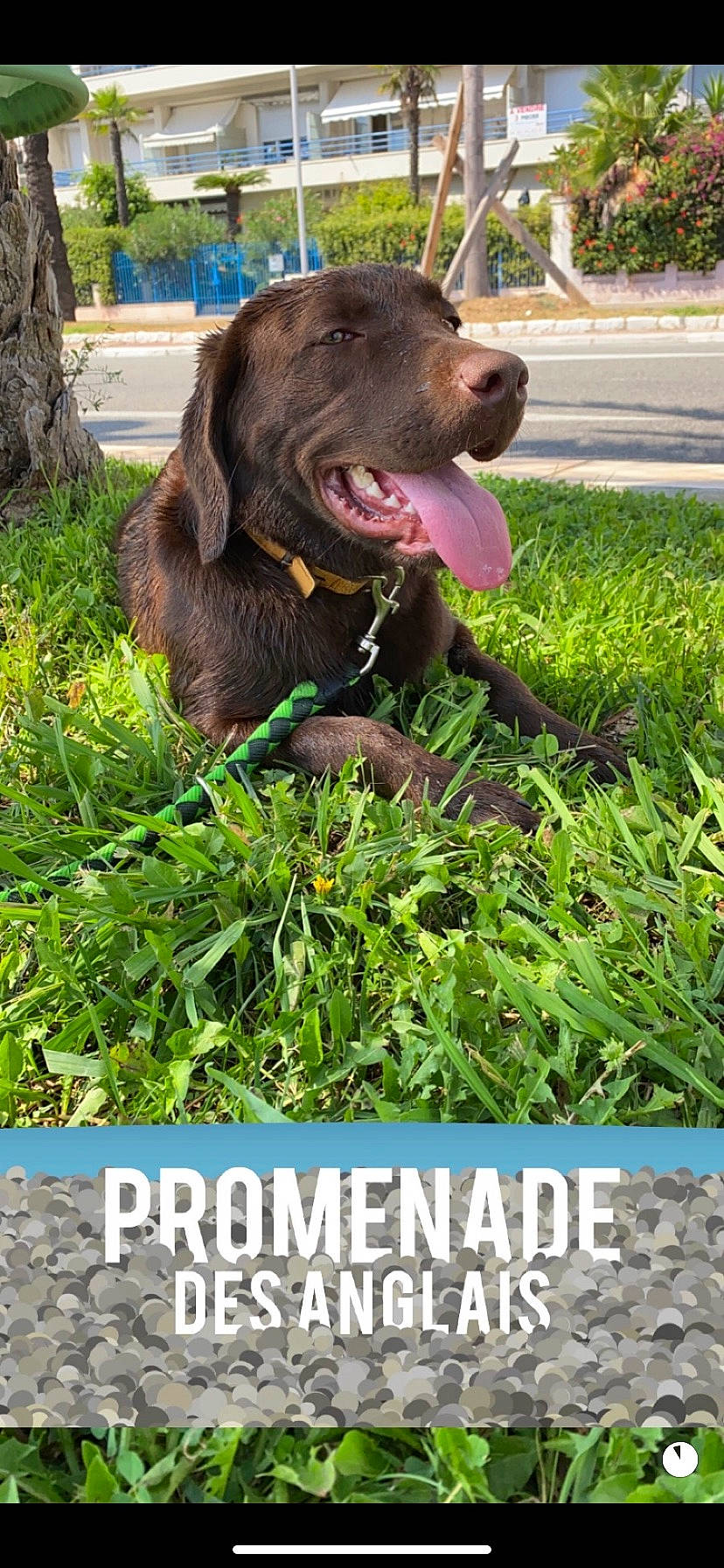 Saigon a rejoint le concours — aidez-le/la à gagner de superbes lots ! adaptation, botany, carnivore, companion_dog, dog, dog_breed, grass, grass_family, green, groundcover, gun_dog, lawn, liver, organism, photograph, plant, shrub, snout, terrestrial_animal, terrestrial_plant