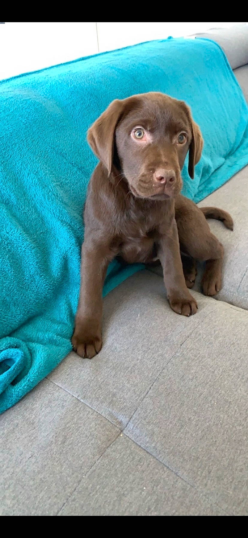 Saigon participe au concours pour gagner de l'argent avec cette photo : borador, canidae, carnivore, companion_dog, dog, dog_breed, fawn, fur, gun_dog, hunting_dog, labrador_retriever, liver, snout, sporting_group, working_animal