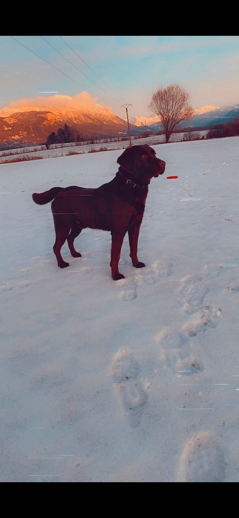 Saigon a rejoint le concours — aidez-le/la à gagner de superbes lots ! carnivore, collar, dog, dog_breed, dog_collar, freezing, guard_dog, gun_dog, landscape, liver, retriever, sky, slope, snow, sporting_group, tail, tree, winter, working_animal, working_dog