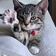 Kiara joined the competition — help win amazing prizes! kitten, cat, tabby, paw, collar, bell, pet, animal, feline, cute, whiskers, sleeping_area, soft, white_blanket, closeup, indoor, relaxed, playful, paw_pad, young