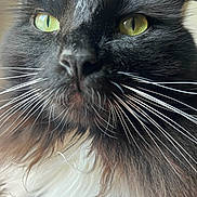 Midnight joined the competition — help win amazing prizes! cat, close_up, black_and_white, whiskers, yellow_eyes, fluffy_fur, pet, animal, cute, feline, portrait, indoor, muzzle, face, fur_texture, whisker_detail, domestic_cat, animal_portrait, closeup, eye_focus