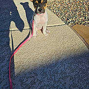 Rosie is registered to the contest to win money with this photo: puppy, dog, leash, sidewalk, shadow, sunlight, outdoor, pet, animal, small_dog, ears, concrete, rocks, pink_leash, sitting, cute, young_dog, daylight, texture, planter