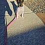puppy, dog, leash, sidewalk, shadow, sunlight, outdoor, pet, animal, small_dog, ears, concrete, rocks, pink_leash, sitting, cute, young_dog, daylight, texture, planter